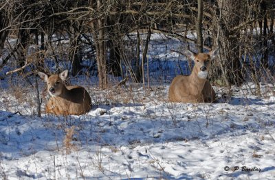 White-tailed deer: SERIES