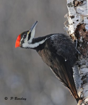 Pileated woodpecker:  SERIES