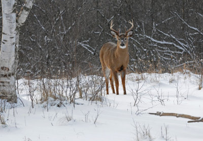 White-tailed deer