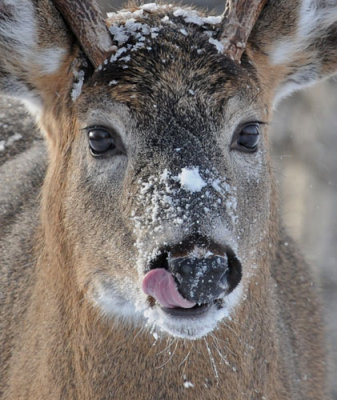 White-tailed deer:   SERIES