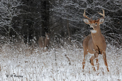 White-tailed deer