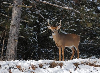 White-tailed deer