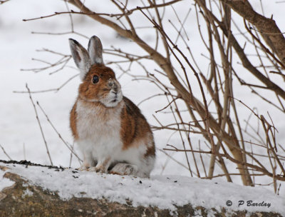 Snowshoe hare