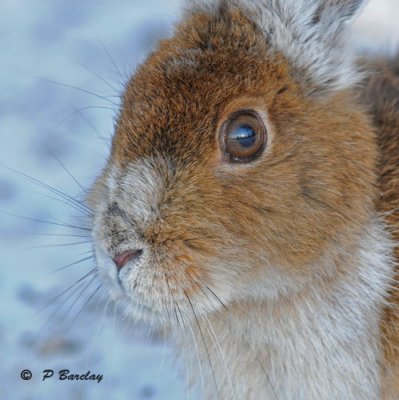 Snowshoe hares:  SERIES