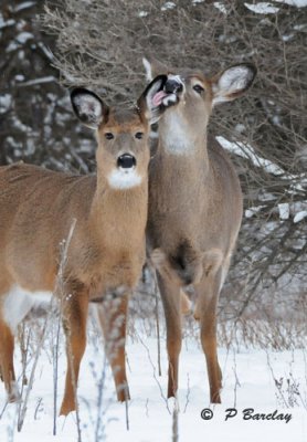 White-tailed deer