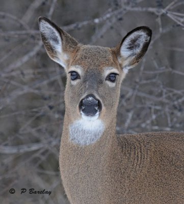 White-tailed deer