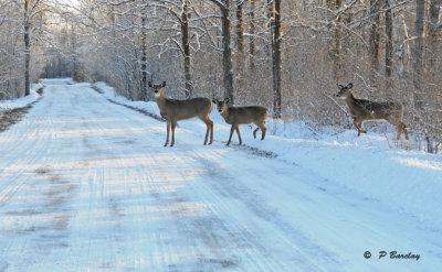 White-tailed deer:  SERIES