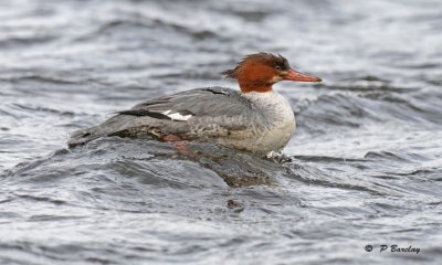 Common merganser