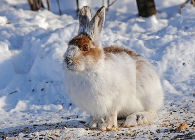 Snowshoe hares:  SERIES