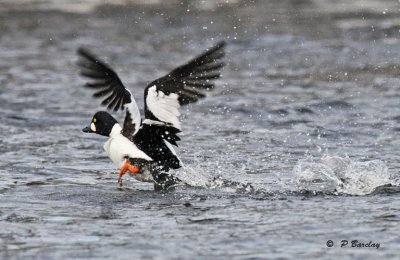 Common goldeneye (m)