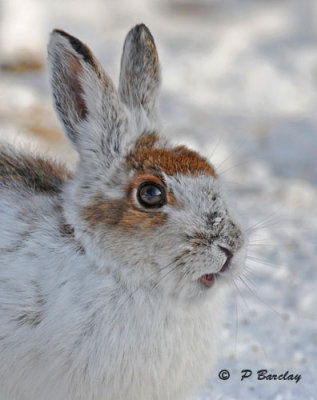 Snowshoe hare