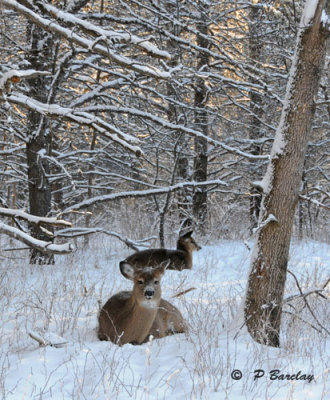 White-tailed deer