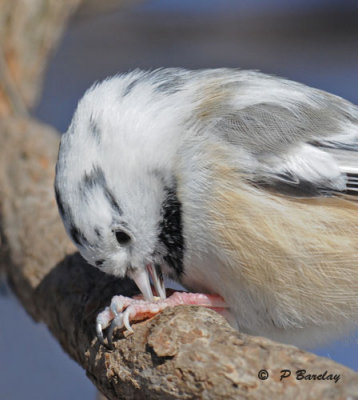 Black-capped chickadee (leucistic)