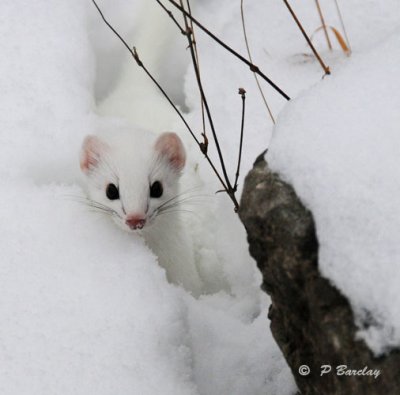 Short-tailed weasel