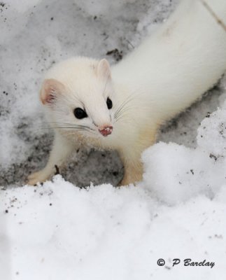 Short-tailed weasel:  SERIES 1