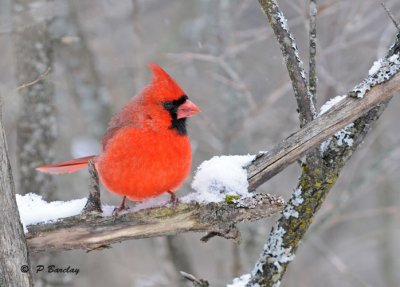 Northern cardinal (m)