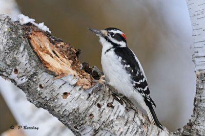 Hairy woodpecker (m)