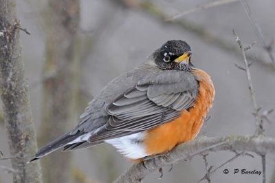 American robin:   SERIES