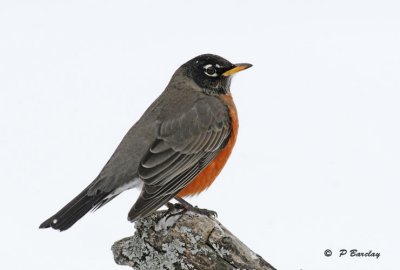 American robin