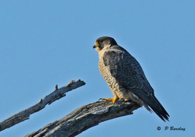 Peregrine falcon:  SERIES