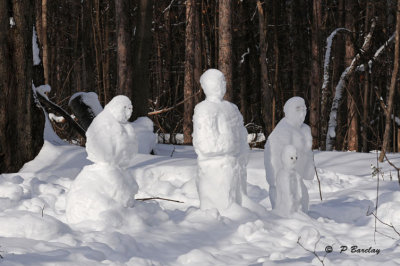 Forest family:  SERIES