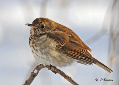 Hermit thrush