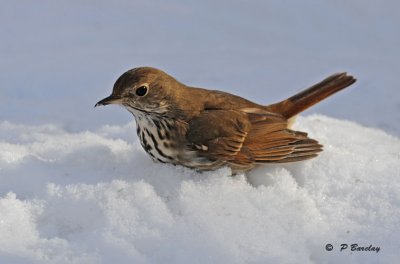 Hermit thrush