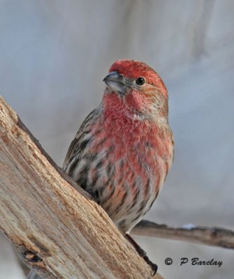 House finch (m)