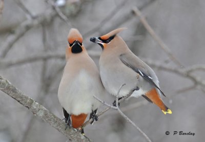 Bohemian waxwings