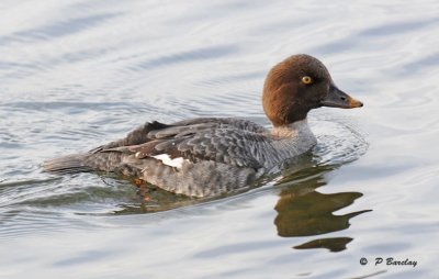 Common goldeneye (f)