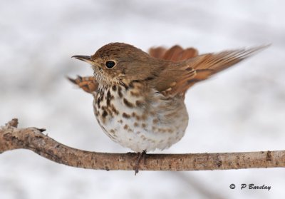 Hermit thrush