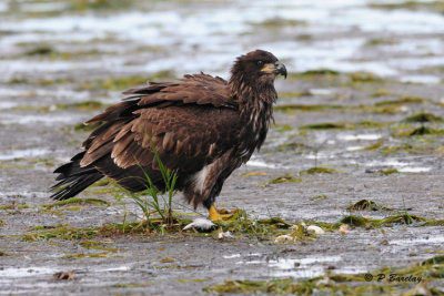 Bald Eagle (juv)
