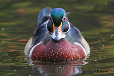 Wood Duck (m)