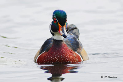 Wood Duck (m)