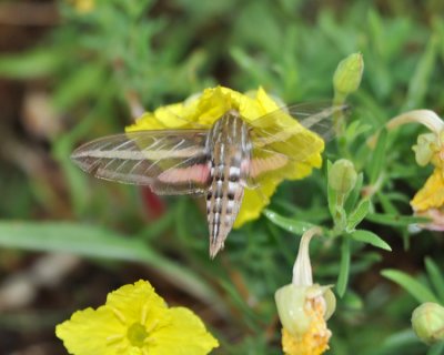 WHITE-LINED SPHINX MOTH