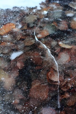 Frozen leaves