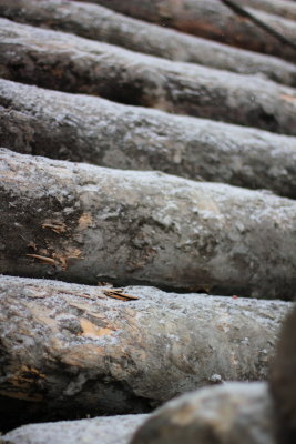 Timber