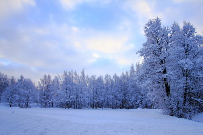 Winter scenery I