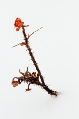 One tough rose III