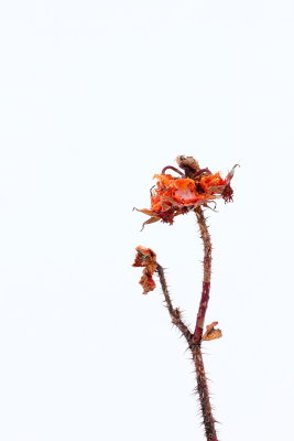 One tough rose II