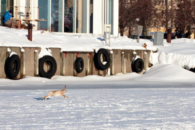 Urban rabbit