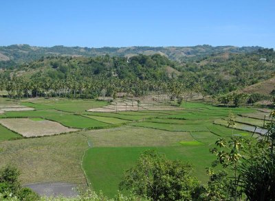 Rice fields