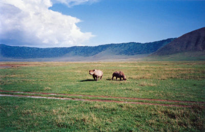 Rhinos, Ngorongoro