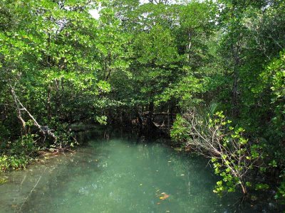 Mangrove