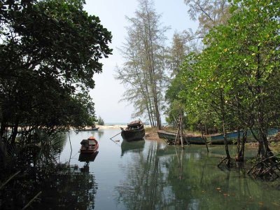 Mangrove