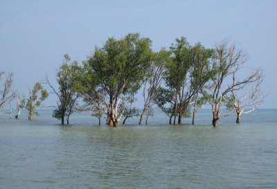 Mangrove