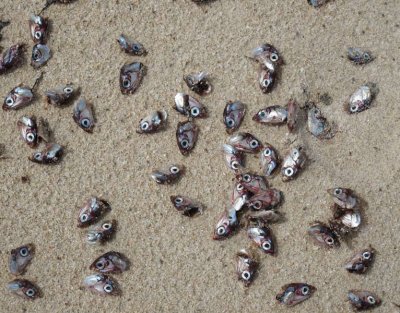 Fish heads