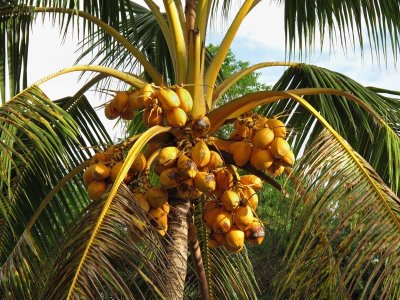 Coconuts