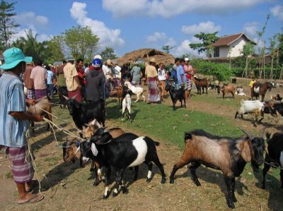Goat market