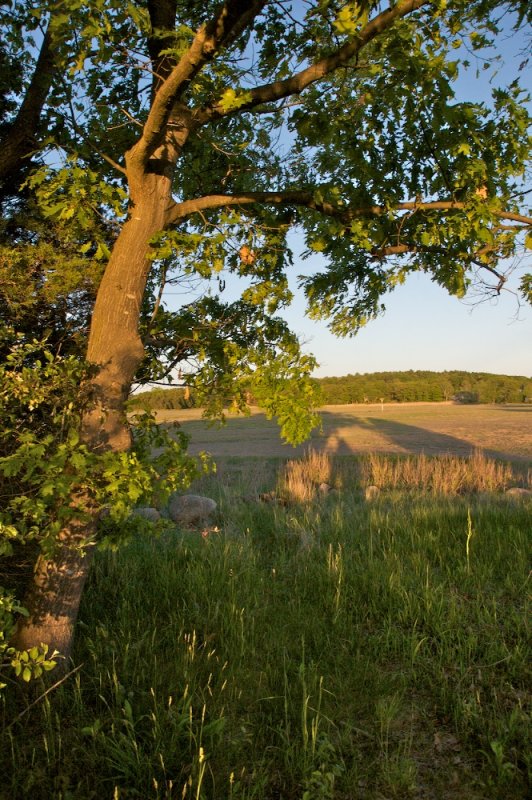 Tree in evening light